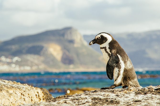 Full Day Peninsula Cape Point, Seals, Houtbay, Chapmans Peak, Penguins - Cape Point Exploration