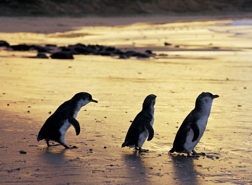 Full-Day Private Australian Wildlife Tour of Phillip Island - Duration and Scheduling