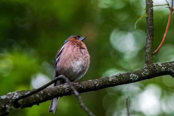 Full Day Private Bird Watching Tour in Phulchoki - Contact Information