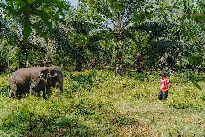 Full-Day Rescued Elephant Walk With Guide Tour in Khaolak - Tour Inclusions