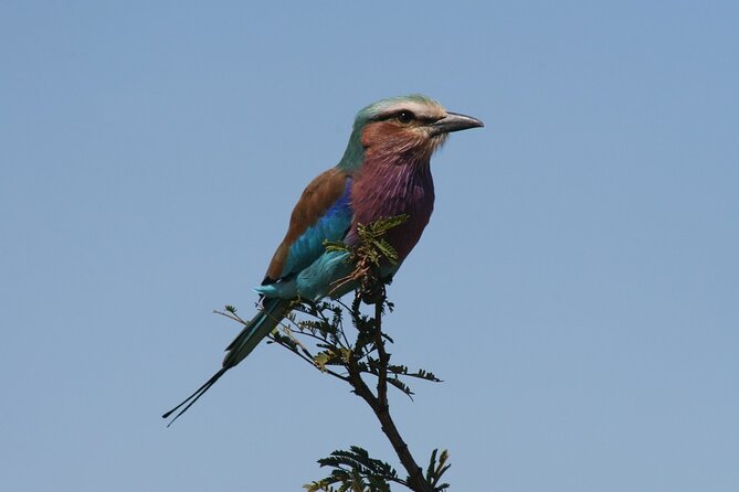 Full-Day Safari in the Kruger National Park - Reviews and Ratings