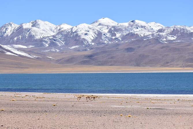 Full Day Tour Piedras Rojas Altiplanic Lagoons Chaxa Lagoon - Booking Information