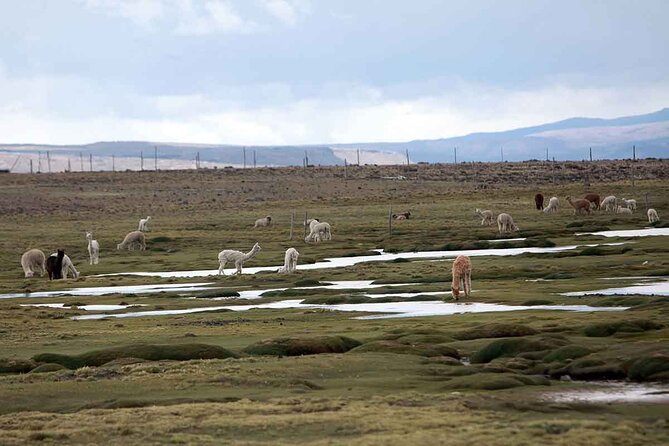 Full Day Tour to Colca Canyon From Arequipa - Pricing and Legal Information