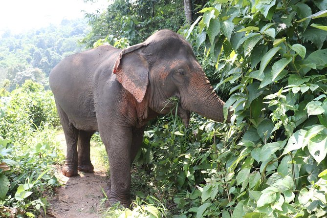 Full Day Visit Chiang Mai Eco Elephant Care - Additional Information