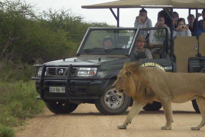 Fullday Gamedrives in Kruger National Park From Marlothpark - Wildlife Encounters