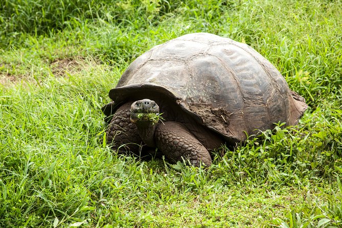 Galapagos Islands Airport Arrival Transfer - Additional Information