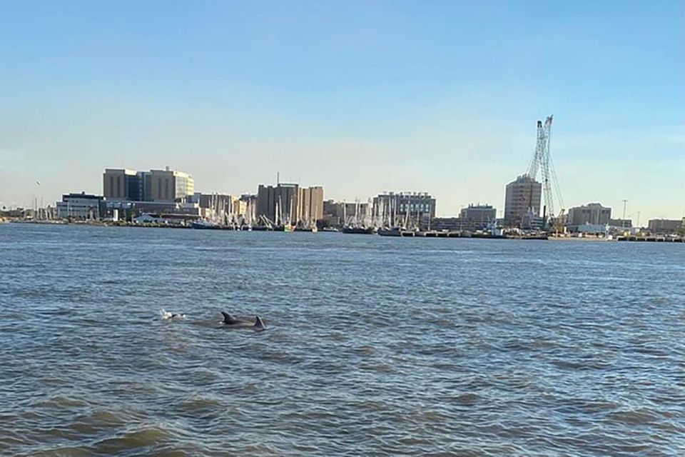 Galveston: Dolphin-Watching Cruise With Guaranteed Sightings - Experience Highlights