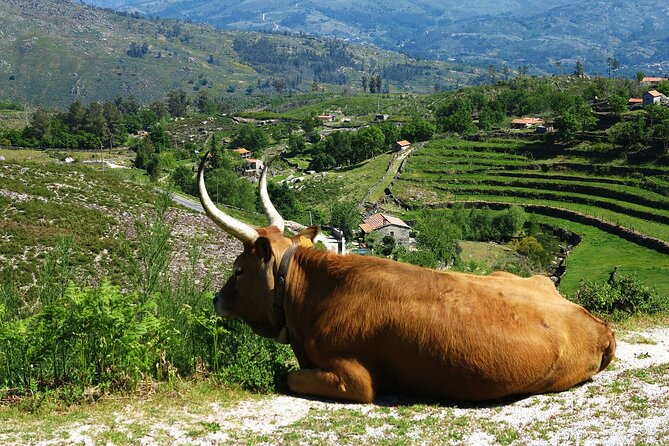 Gerês Private Tour (All Inclusive) - Itinerary Details