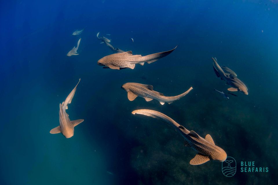 Gold Coast: Cook Island Snorkel Tour With Guide - Tour Highlights