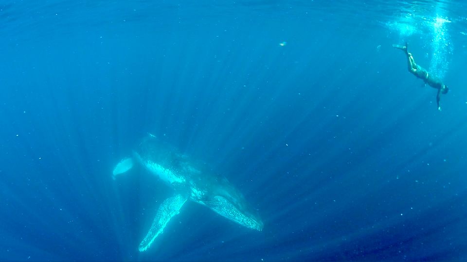 Gold Coast: Swim With Whales - Experience Highlights of the Tour