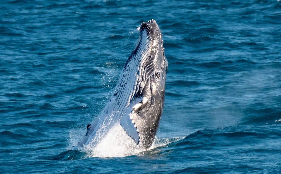 Gold Coast: Whale Watching Guided Tour - Tour Highlights and Inclusions