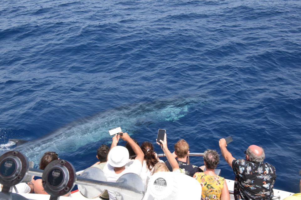 Gran Canaria: Dolphin and Whale Watching Cruise - Inclusions