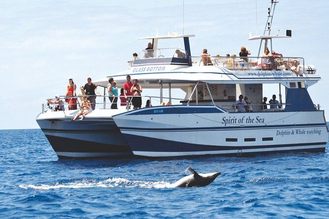 Gran Canaria Dolphin Watching Cruise - Directions