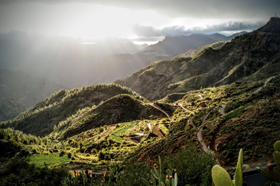 Gran Canaria: Highlights Tour, Hike in the Lauer Forest - Experience
