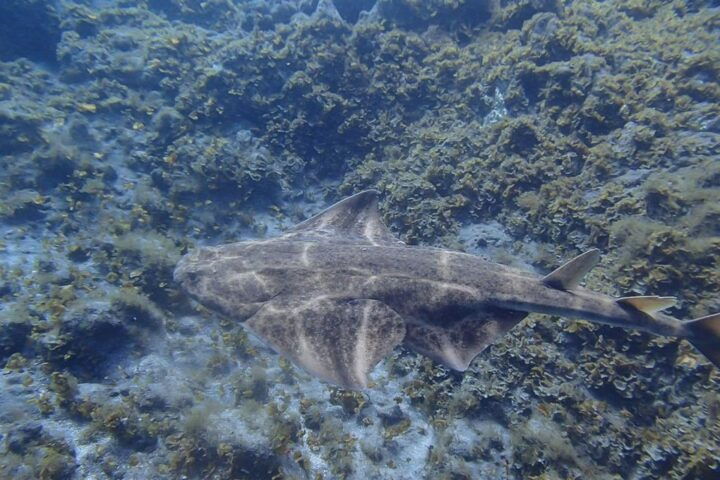 Gran Canaria: Scuba Diving in the South of the Island - Diving Experience and Equipment Provided