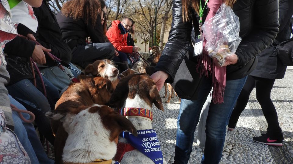 Granada: Guided Realejo Tour With Pets - Activity Description