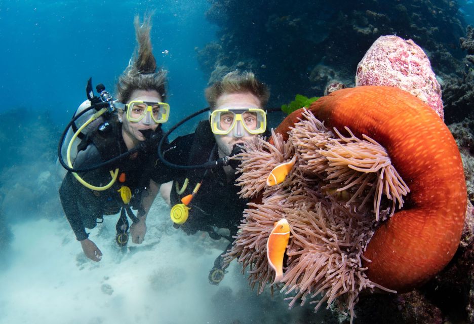 Great Barrier Reef Snorkel & Dive Full-Day Adventure - Experience Highlights