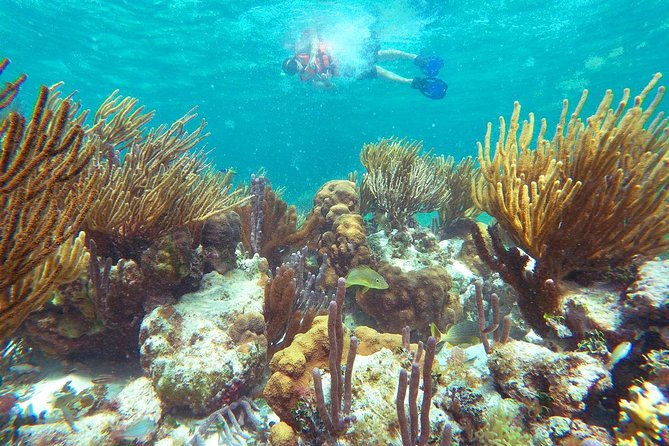 Great Maya Reef Snorkeling Tour With Lunch in Puerto Morelos - Tour Experience and Gear