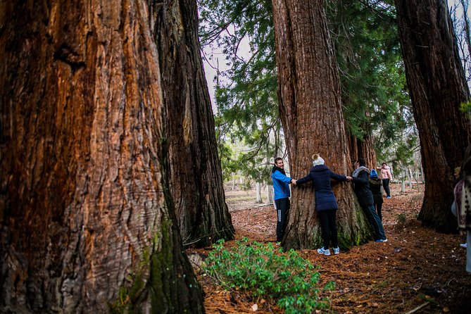 Guided Visit to the Redwoods of La Losa. - Itinerary Highlights