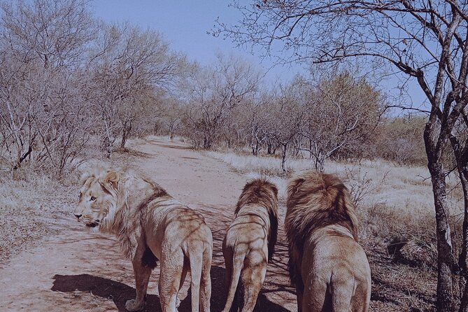 Guided Walking With Lions Bush-Walk Tour - Booking Information