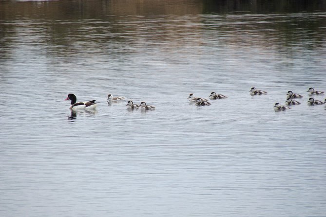 Half-Day Birdwatching Around Tavira - Duration and Schedule