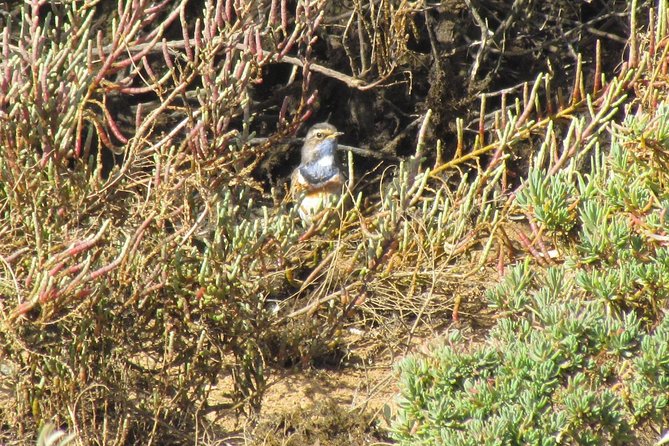 Half-Day Birdwatching at Alvor Dunes - Best Time of Day to Visit