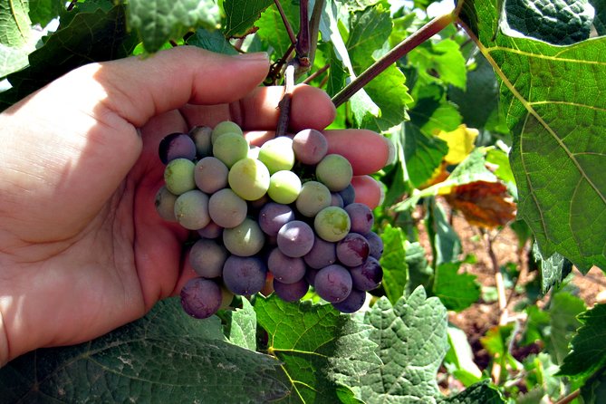 Half-Day Guided Tour of North Texas Wineries and Vineyards With Wine Tastings - Local Guide Insights on Wine Production