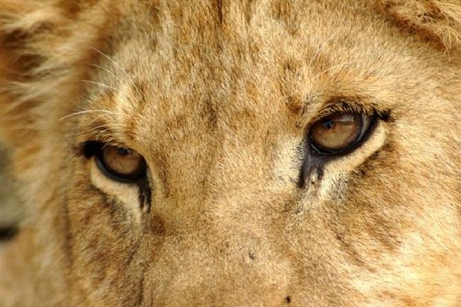 Half Day Lion Park Tour From Johannesburg or Pretoria - Customer Reviews