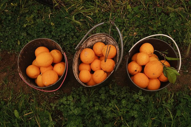 Half-Day-Orange Picking &Jam Cooking/Lunch With the Orange Farmer - Customer Support Details