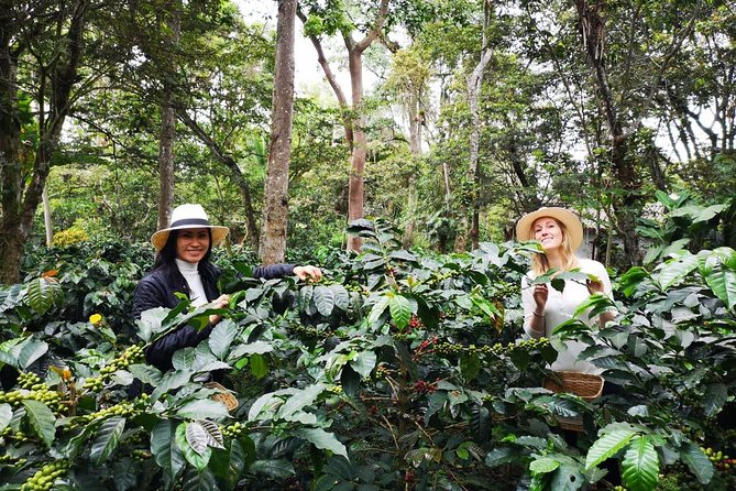 Hands-On Tour to Coffee Plantation From Bogota Option Basic - Visual Highlights