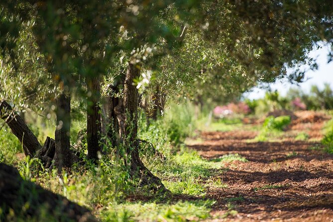 Harvesting Olives and Wine and Olive Oil Tasting With Brunch in Alcamo
