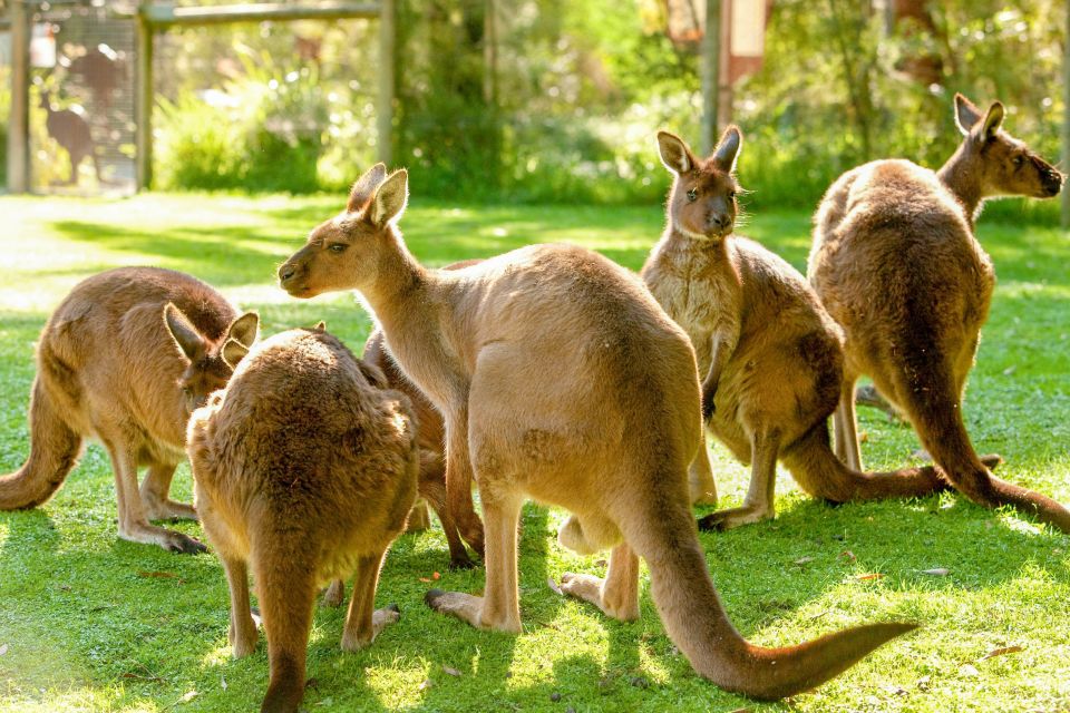 Healesville Sanctuary: General Admission Ticket - Visitor Experience