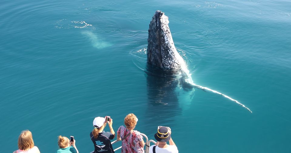 Hervey Bay 4-Hour Whale Watch Encounter - Cruise on a Spacious Catamaran