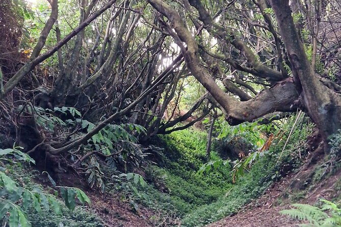 Hike 3 Hours Inland Terceira Island - Preparation and What to Bring