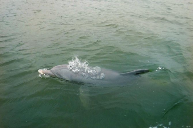 Hilton Head Guided Stand Up Paddleboard Tour - Cancellation Policy