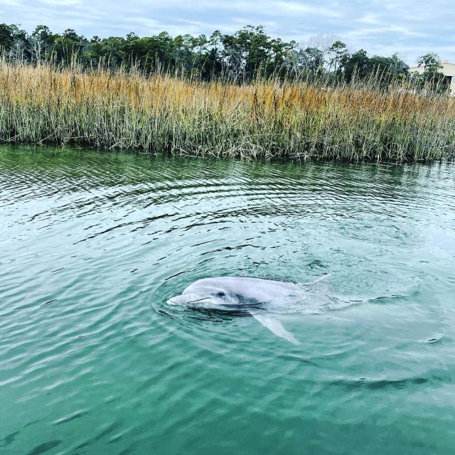 Hilton Head Island: Dolphin Cruise & Nature Tour - Experience Highlights