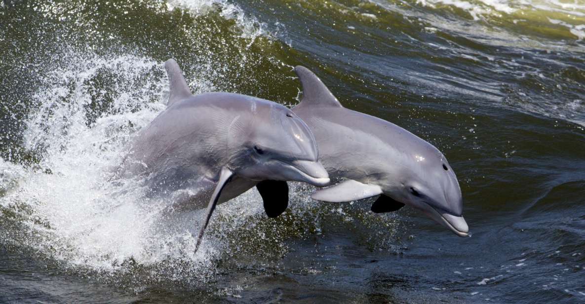 Hilton Head Island: Dolphin Nature Cruise - Experience Highlights