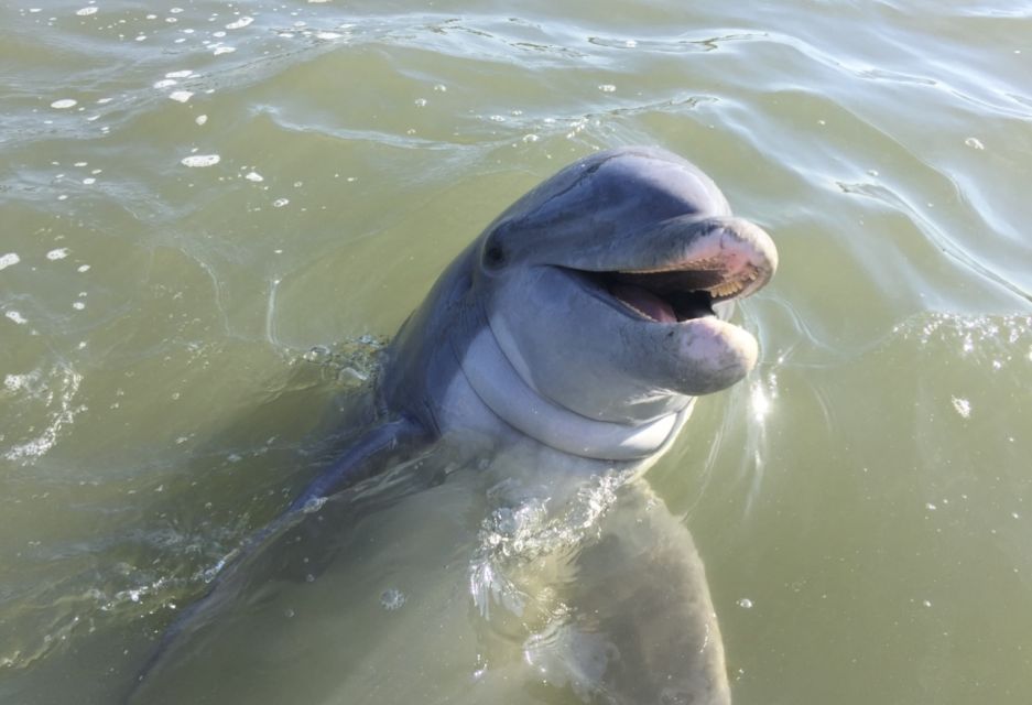 Hilton Head Island: Dolphin Watching Guided Tour by Boat - Tour Highlights