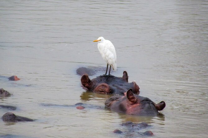 Hippo and Croc Boat Cruise in Saint Lucia With Pick-Up - Additional Information