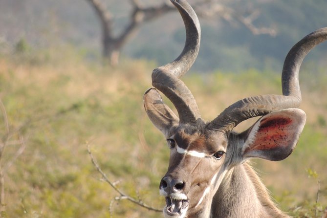 Hluhluwe/iMfolozi Game Reserve Full Day Game Drive - Booking and Logistics for Game Drive
