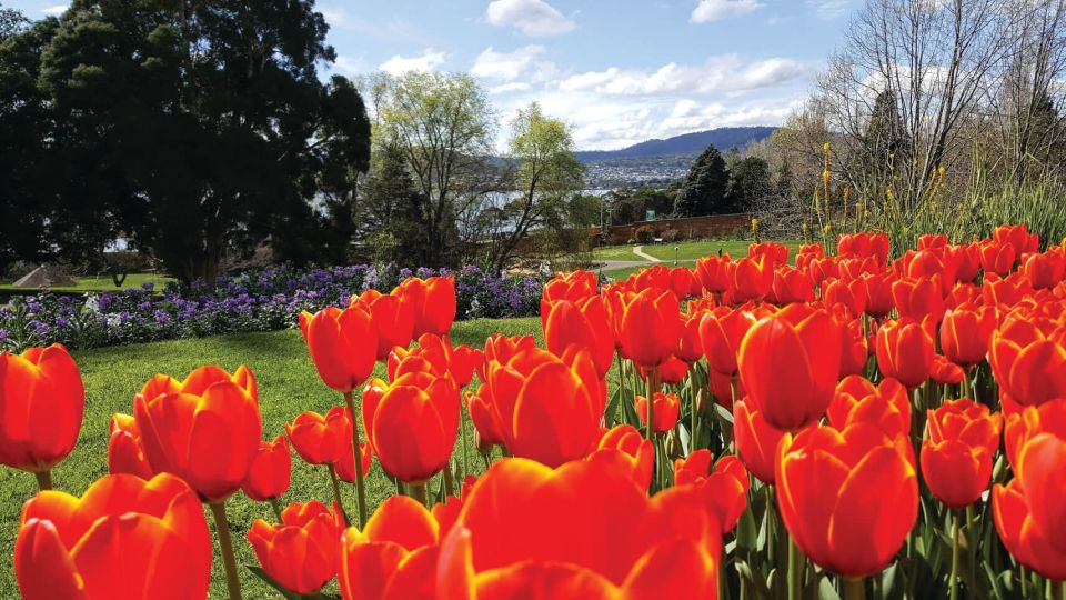 Hobart City Sightseeing Tour Including MONA Ticket - Experience Highlights