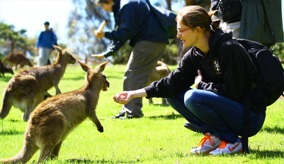 Hobart: Full-Day Bonorong Wildlife Sanctuary & Richmond Tour - Booking Information