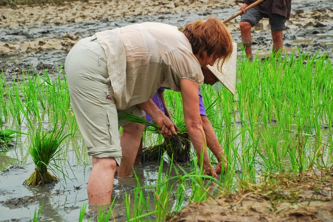 Hoi An Countrylife Tour Experience & Vietnamese Set Menu - Local Interactions