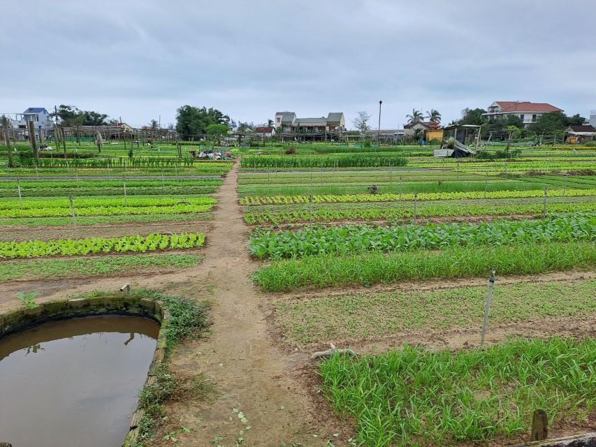 Hoi an Eco Tour: Biking, Basket Boat, Buffalo, Foods - Itinerary Overview