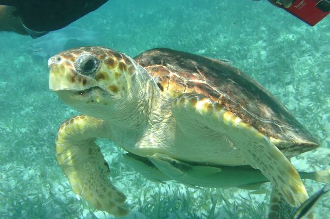 Hol - Chan Snorkel Tour - Experienced Tour Guides