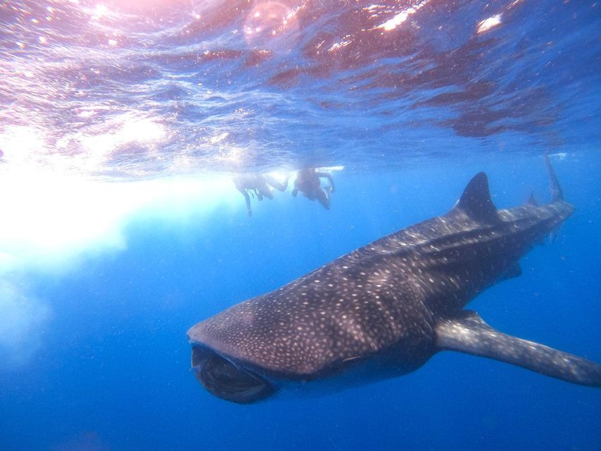 Holbox: Whale Shark Encounter and Marine Adventure - Highlights