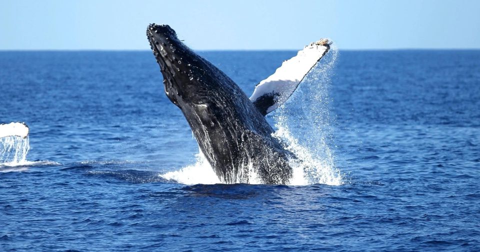 Honolulu: Whale Watching Cruise in Waikiki With Guide - Experience Highlights