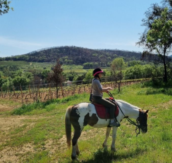 Horse Back Riding + Wine Tasting in the Maures Forest - Experience Description