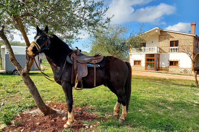 Horse Riding in the Gargano National Park - Reviews and Ratings