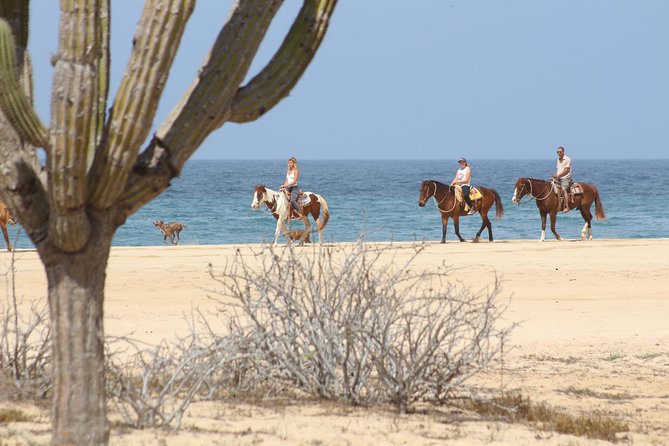 Horseback Riding Tour in Cabo San Lucas - Important Information